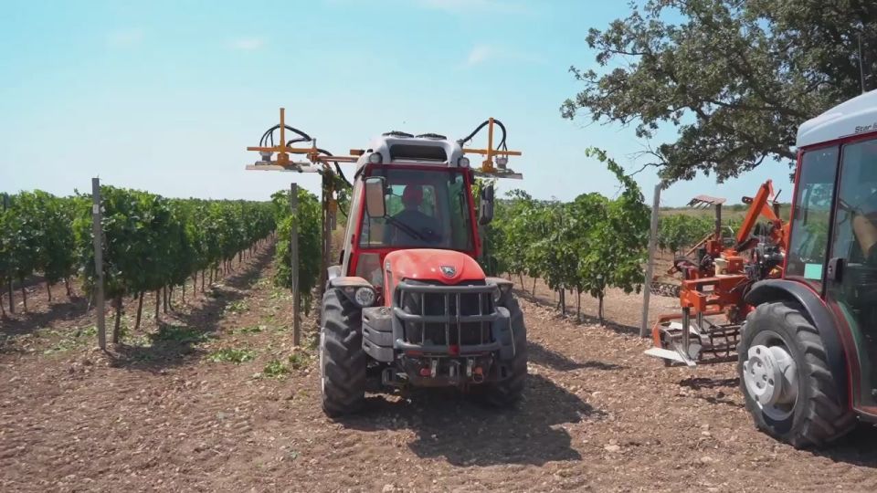 Михаил Развожаев: Севастопольское виноделие развивается благодаря региональным мерам поддержки