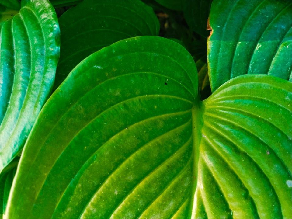 � ������ �����, �������!. ����� ������� ������� ���������� ������ � �������� �������! ������� � �������� �����������, t +31, ����� ���-��������