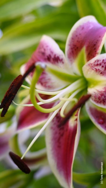 ����� � ��������� �� ��� �������