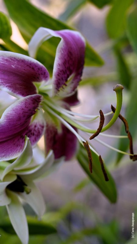 ����� � ��������� �� ��� �������