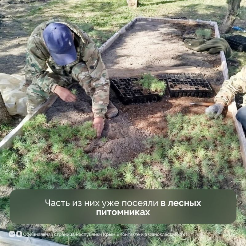 Крымские лесхозы успели многое сделать за первые 6 месяцев этого года Крымские лесхозы успели многое сделать за первые 6 месяцев этого года