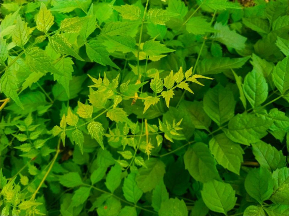 � ������ �����, �������!. ����� ���� ������� ��������, ��� ������ ����� � �����.! ������� � �������� ��������, t +30, ����� ��������