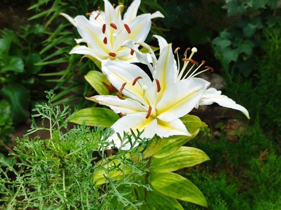 ������� ������ � ����� �� 21 ����