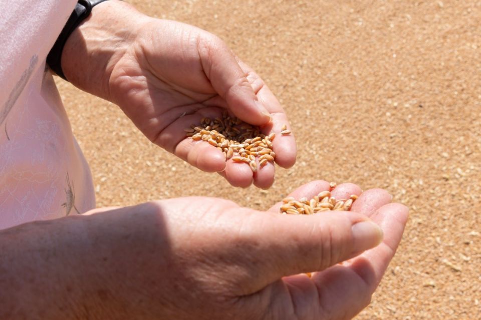 Сергей Аксёнов: Крымскими аграриями намолочен миллион тонн ранних зерновых и зернобобовых культур Сергей Аксёнов: Крымскими аграриями намолочен миллион тонн ранних зерновых и зернобобовых культур