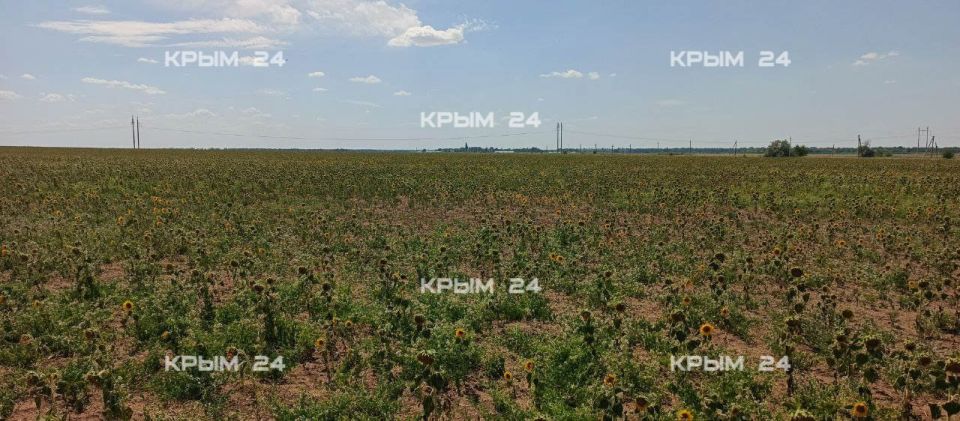 В Крыму планируют собрать 1027 тонн меда в этом году В Крыму планируют собрать 1027 тонн меда в этом году
