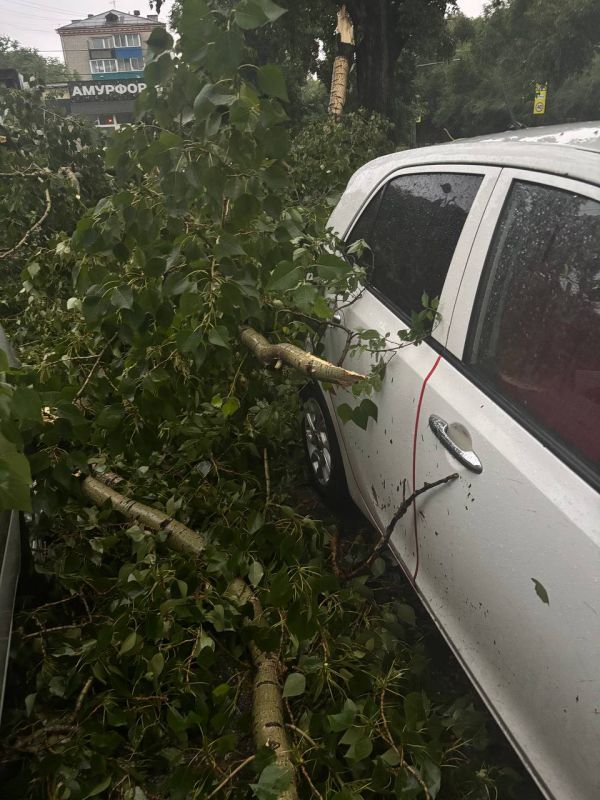 ��� ������� 81 ������ ������� �������� ������� �������� ��� ������������� ����� ������ � �� ���� �������� � ����������� �������