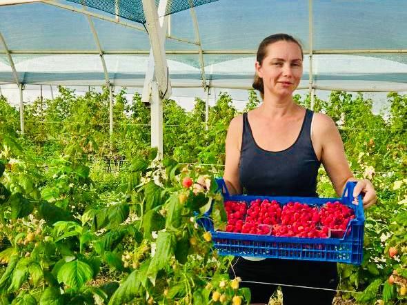 Михаил Развожаев: Севастопольские хозяйства начали сбор малины: собрали уже больше полутонны ягоды