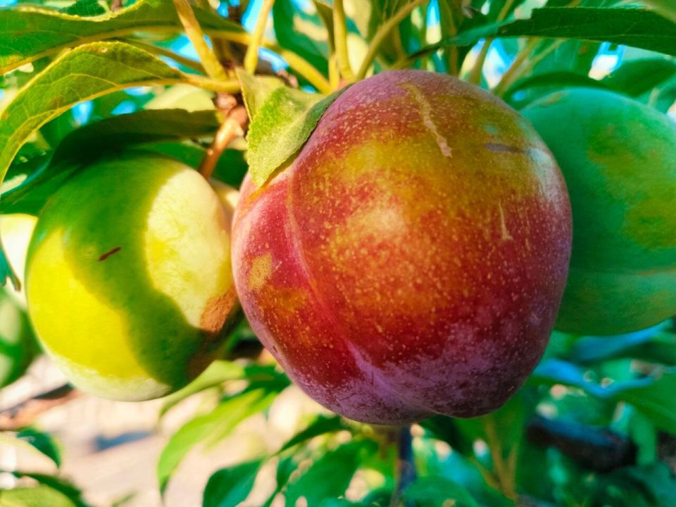 � ������ �����, �������!. ����� ������� ����� ������ � ������� �� ��������� �������! ������� � �������� �����������, t +31, ����� ������-��������