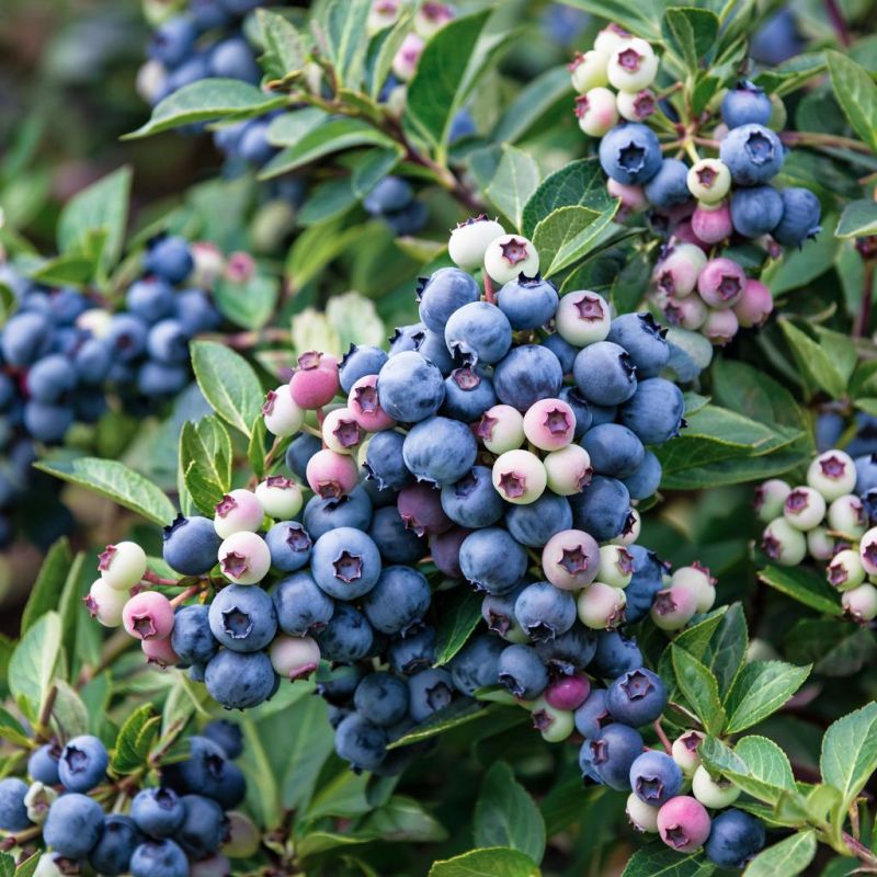 ���� �������� ������� ��������� �� 9%