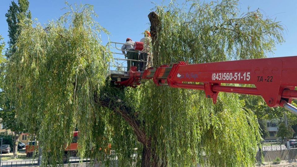 В Керчи привели в порядок зелёные насаждения в районе ул. Козлова, Борзенко и других микрорайонах города В Керчи привели в порядок зелёные насаждения в районе ул. Козлова, Борзенко и других микрорайонах города