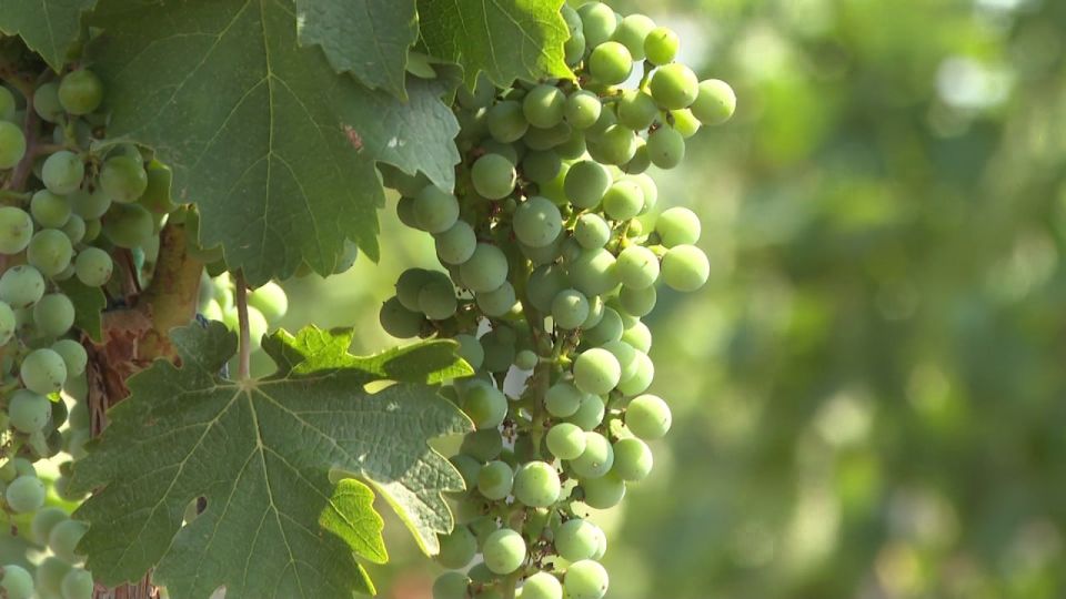 Алиготе, пино нуар, рислинг и саперави Алиготе, пино нуар, рислинг и саперави