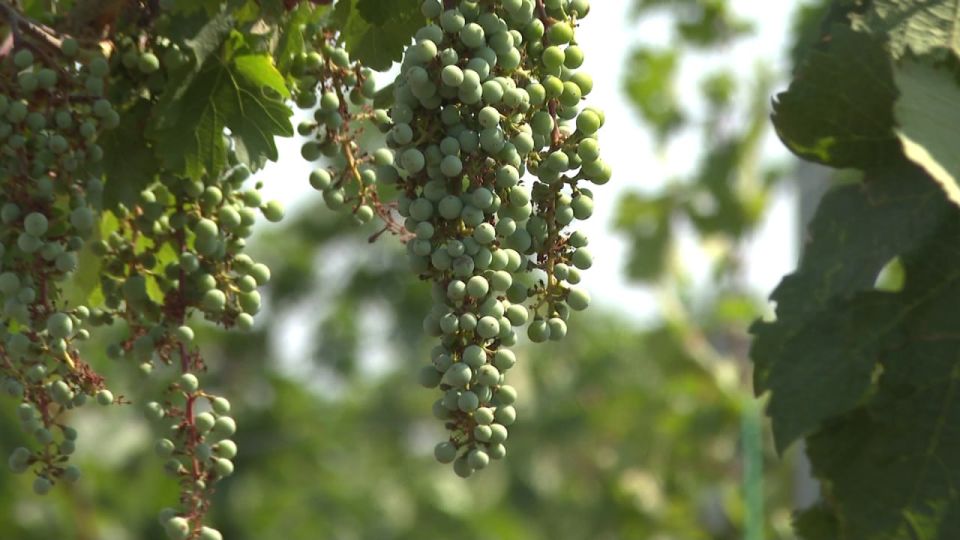 Алиготе, пино нуар, рислинг и саперави Алиготе, пино нуар, рислинг и саперави