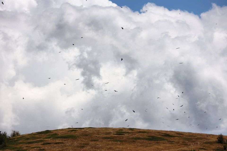Ольга Шевцова: Продолжаем подкармливать краснокнижных Чёрных грифов и Белоголовых сипов Ольга Шевцова: Продолжаем подкармливать краснокнижных Чёрных грифов и Белоголовых сипов