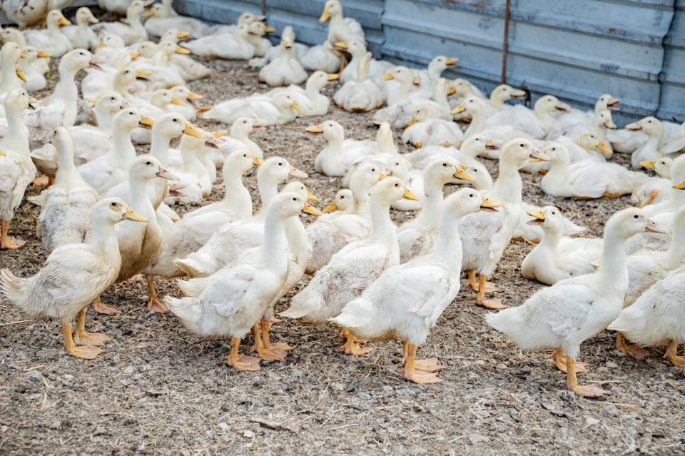 Михаил Развожаев: Рад поделиться отличными результатами: с 2023 года объёмы разведения птицы в нашем городе выросли вдвое