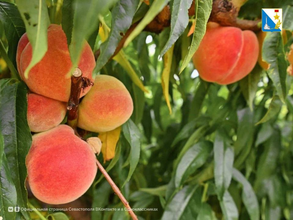 Подвели итоги конкурса на субсидирование садов