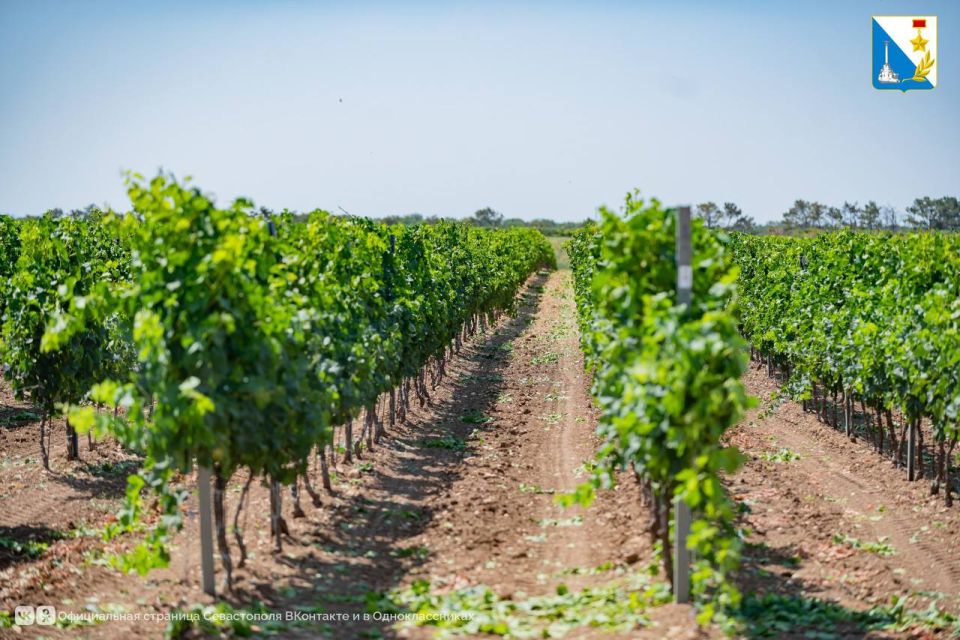 Стартовал прием заявок на субсидии для виноградарей