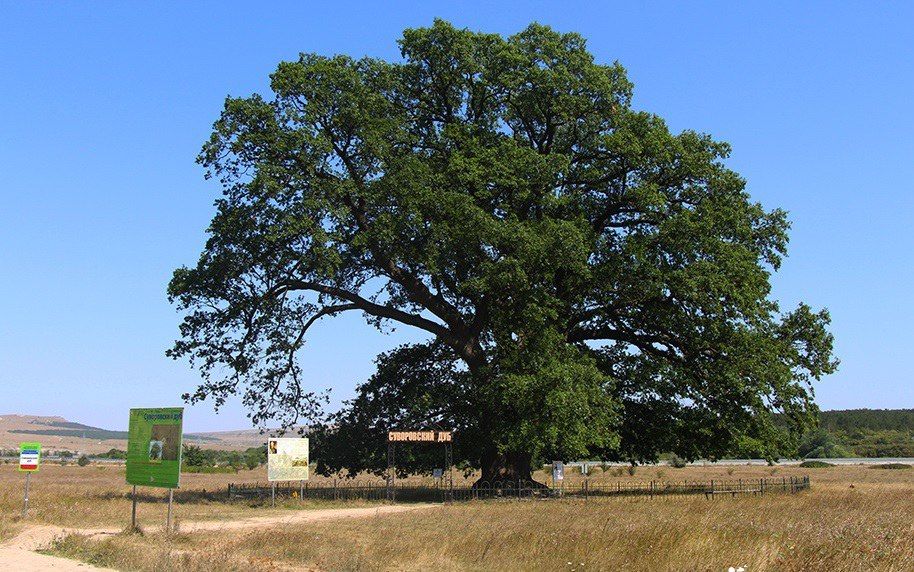 Суворовский дуб — призер конкурса «Российское дерево года»