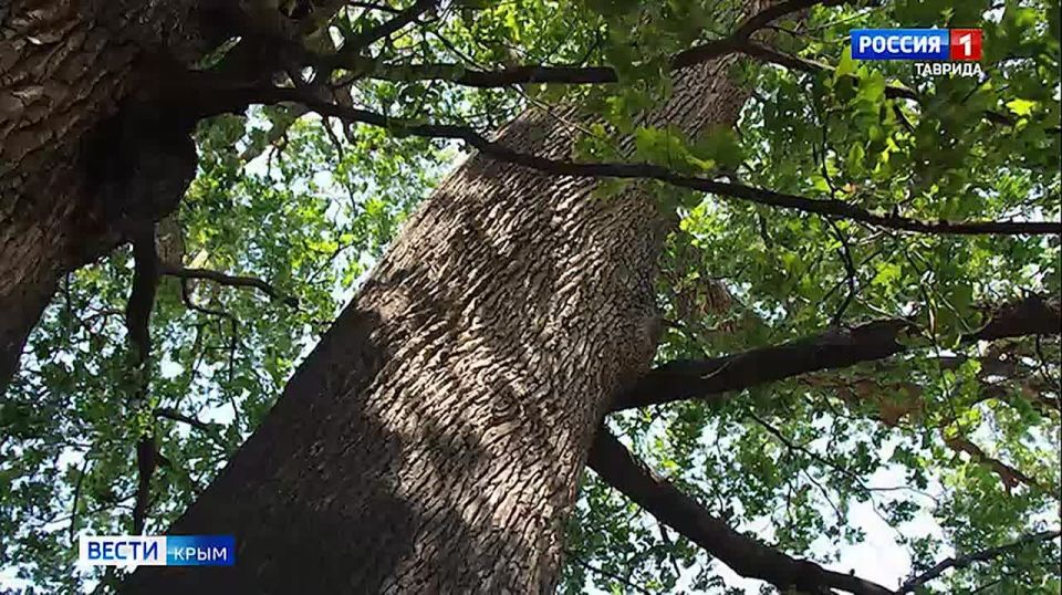 Знаменитый Суворовский дуб, растущий в Белогорском районе Крыма, занял почетное третье место в национальном конкурсе «Российское дерево года»