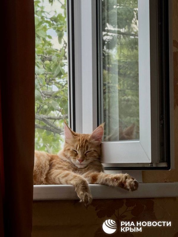 Вниманию всех котовладельцев Вниманию всех котовладельцев