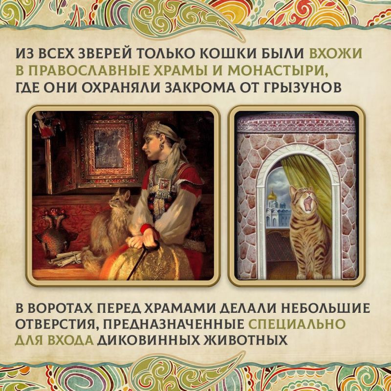 Сегодня во многих семьях есть кошки Сегодня во многих семьях есть кошки