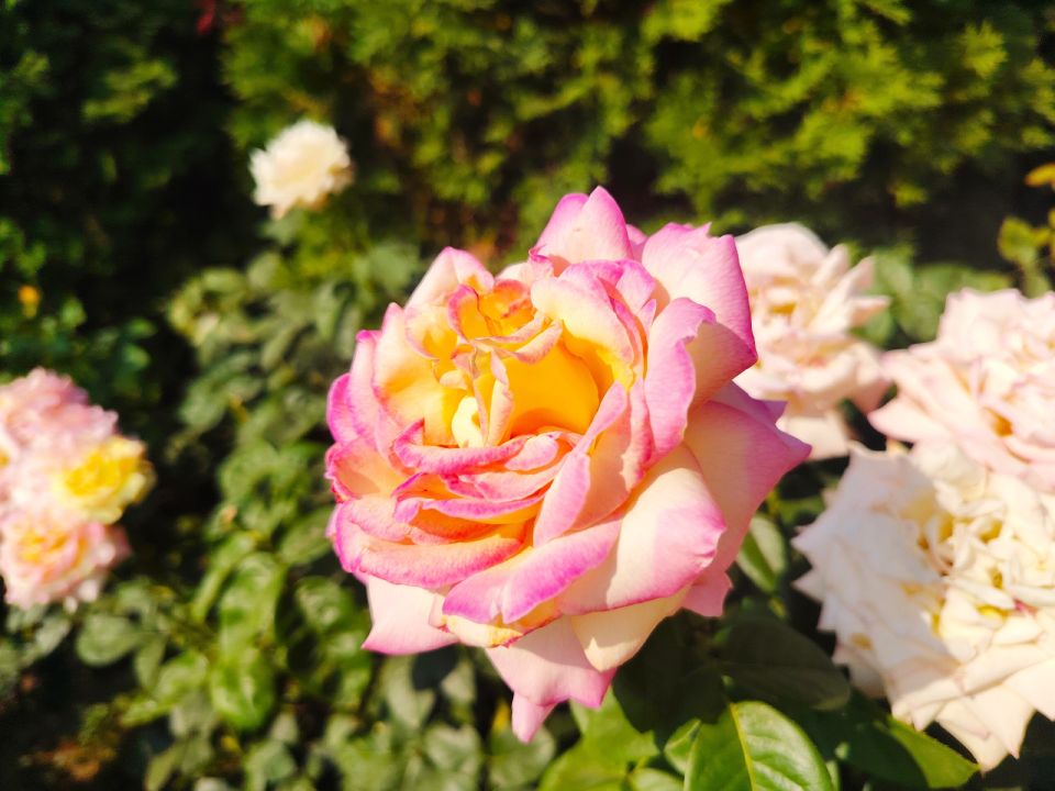 � ������ �����, �������!. ����� ������� �������� ��� ����� �������, ������ � �������� ���������