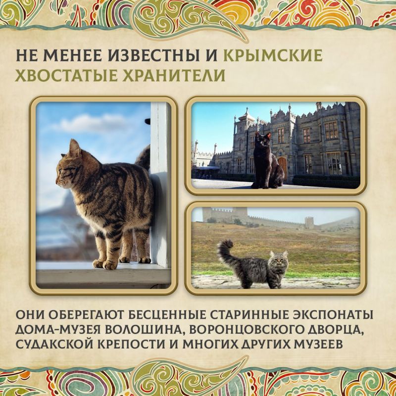 Сегодня во многих семьях есть кошки Сегодня во многих семьях есть кошки