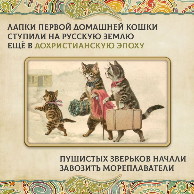 Сегодня во многих семьях есть кошки Сегодня во многих семьях есть кошки