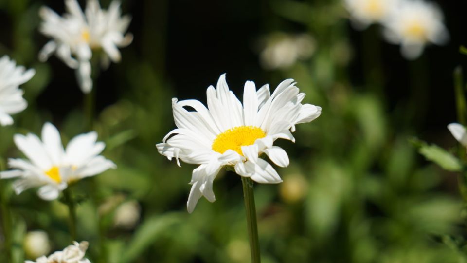 ������� ������ � ����� �� 9 �������