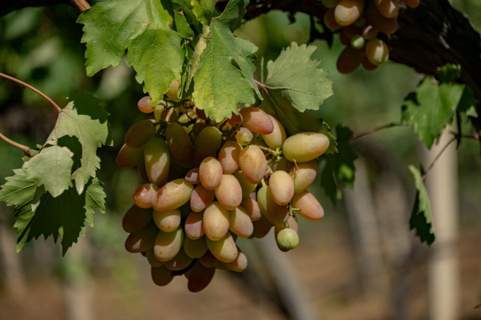 Михаил Развожаев: В Севастополе начался сбор столового винограда Михаил Развожаев: В Севастополе начался сбор столового винограда