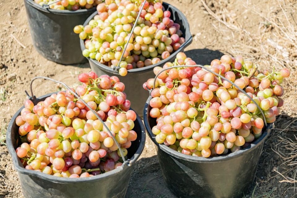 Михаил Развожаев: В Севастополе начался сбор столового винограда Михаил Развожаев: В Севастополе начался сбор столового винограда