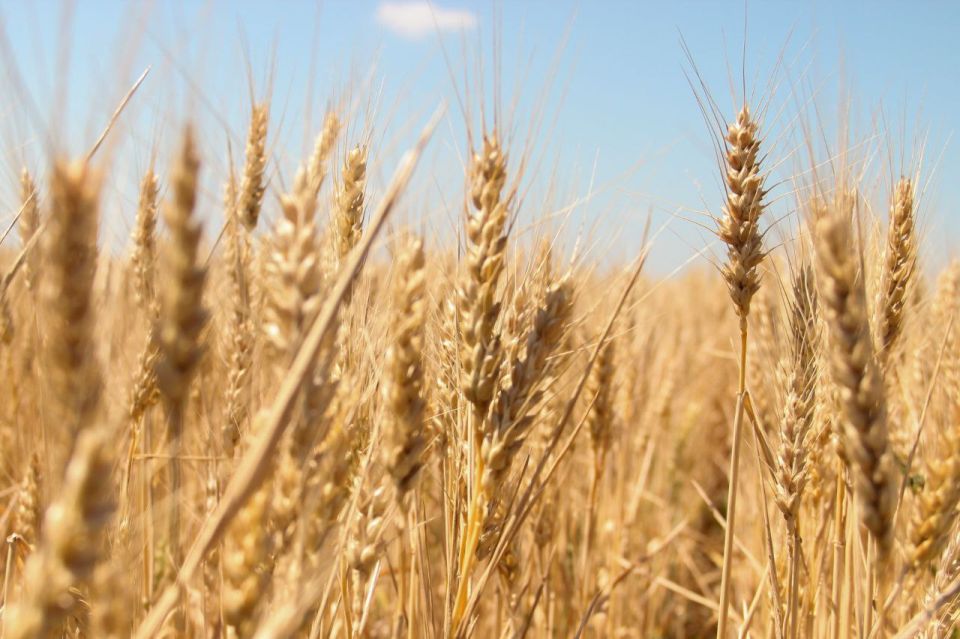 ������ ����� ������� 160 ��� ������ �� ��������� ��������, ������������ �� ������