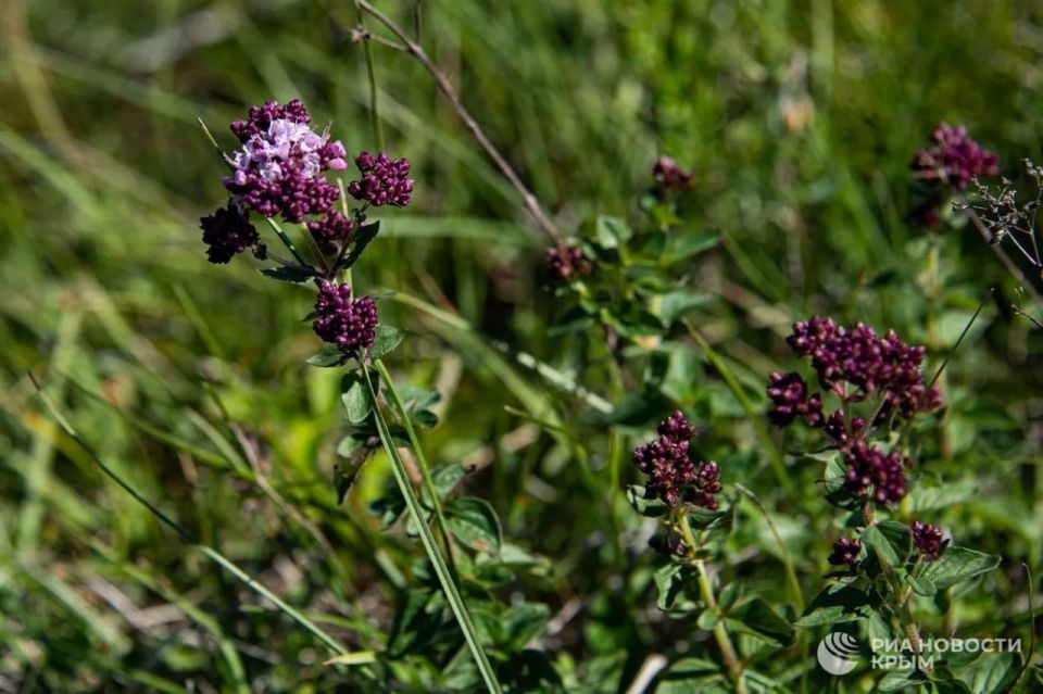 � ����� ������� ������ ������ ������