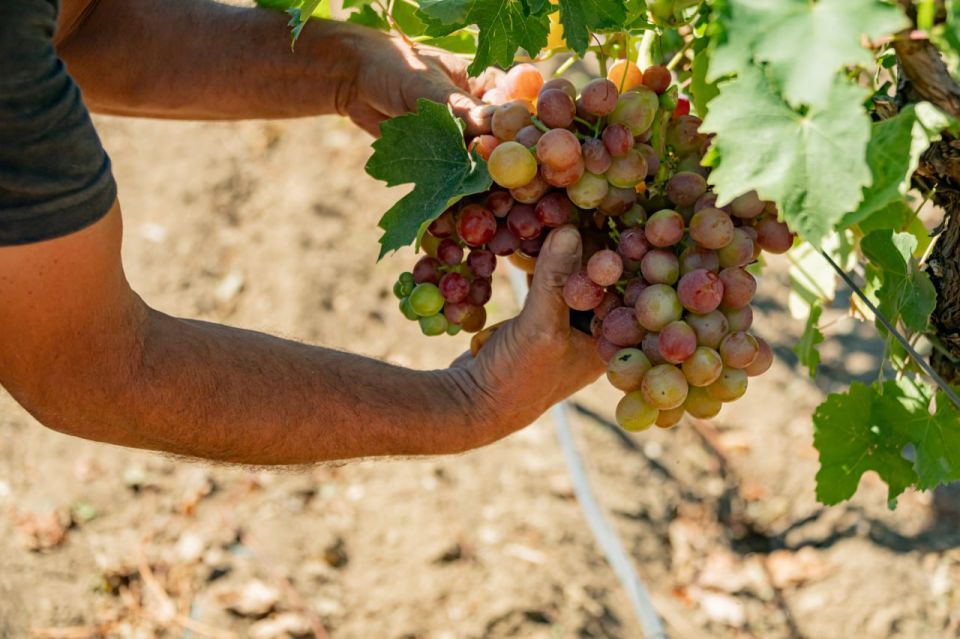 Михаил Развожаев: В Севастополе начался сбор столового винограда Михаил Развожаев: В Севастополе начался сбор столового винограда