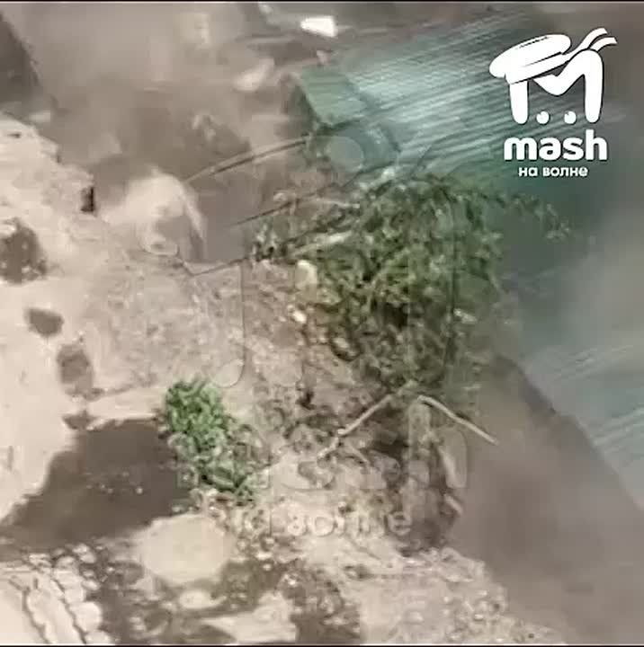             Mash    