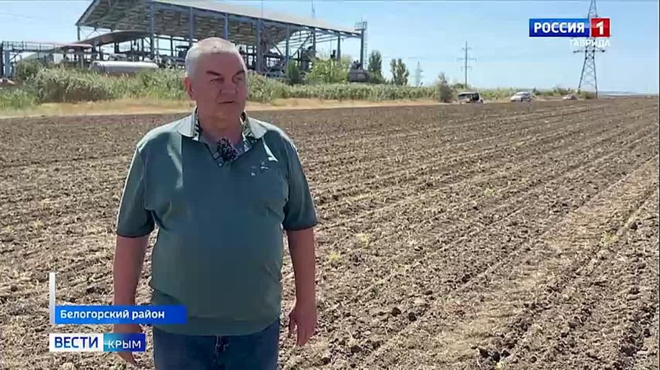 Гектар душицы заложили в Крыму