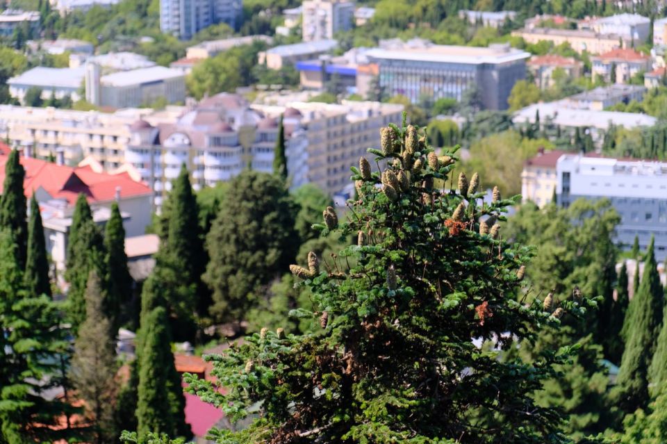 Янина Павленко: В Ялте запустят первую в Крыму волюметрическую станцию – одну из 600 действующих в мире Янина Павленко: В Ялте запустят первую в Крыму волюметрическую станцию – одну из 600 действующих в мире