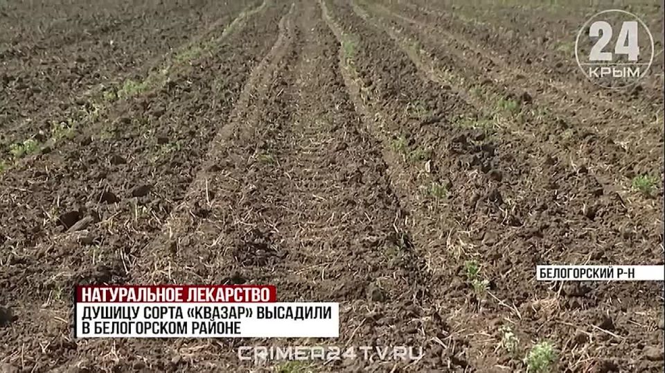 Натуральное лекарство: Крым может стать лидером в стране по производству фитобиотиков