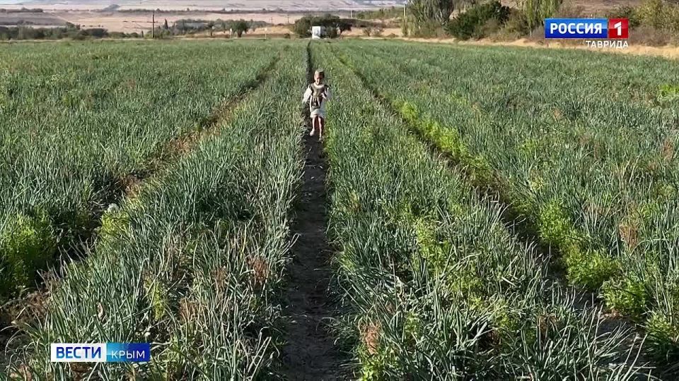 В Крыму приступили к уборке ялтинского лука