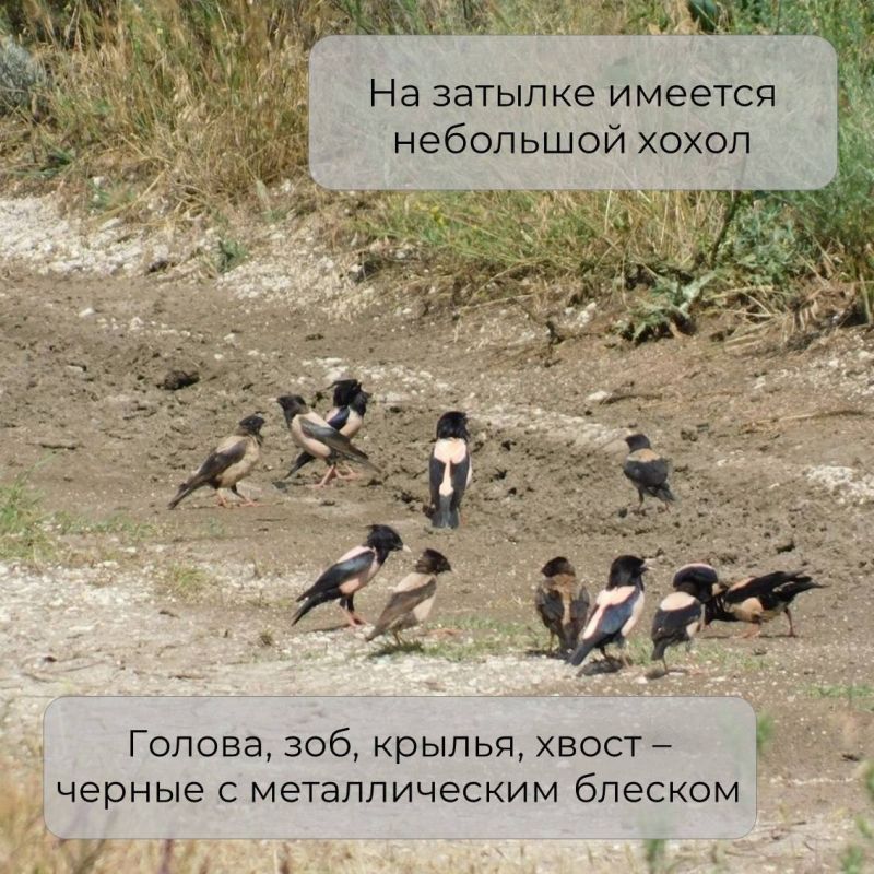 В Крыму обитает множество необычных птиц В Крыму обитает множество необычных птиц