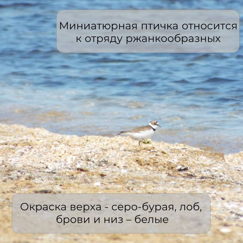 В Крыму обитает множество необычных птиц В Крыму обитает множество необычных птиц
