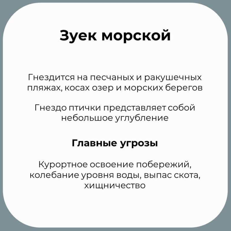 В Крыму обитает множество необычных птиц В Крыму обитает множество необычных птиц