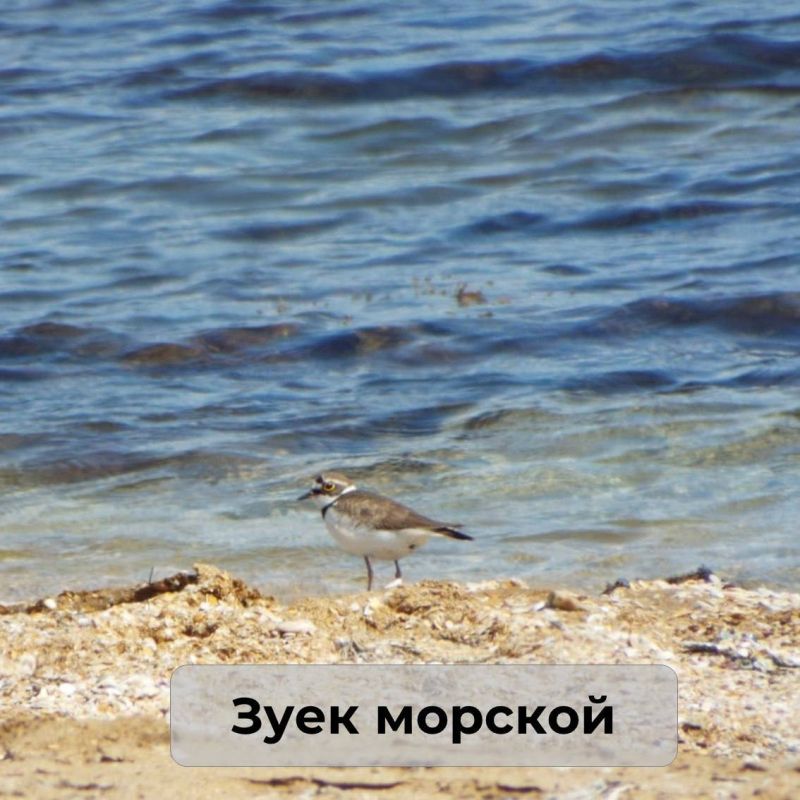 В Крыму обитает множество необычных птиц В Крыму обитает множество необычных птиц