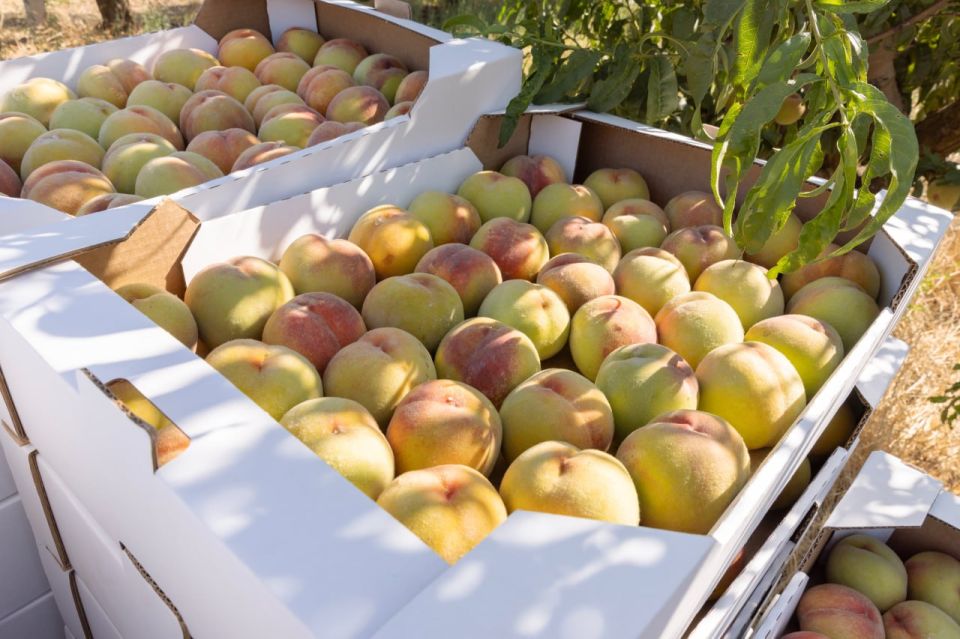 Сергей Аксёнов: Благодаря Президенту, Правительству РФ и лично вице-премьеру Дмитрию Николаевичу Патрушеву наши аграрии получили возможность продать до миллиона тонн зерна на внешних рынках по квоте Сергей Аксёнов: Благодаря Президенту, Правительству РФ и лично вице-премьеру Дмитрию Николаевичу Патрушеву наши аграрии получили возможность продать до миллиона тонн зерна на внешних рынках по квоте