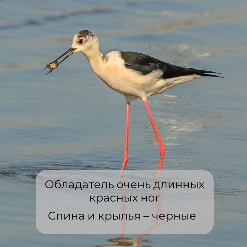 В Крыму обитает множество необычных птиц В Крыму обитает множество необычных птиц
