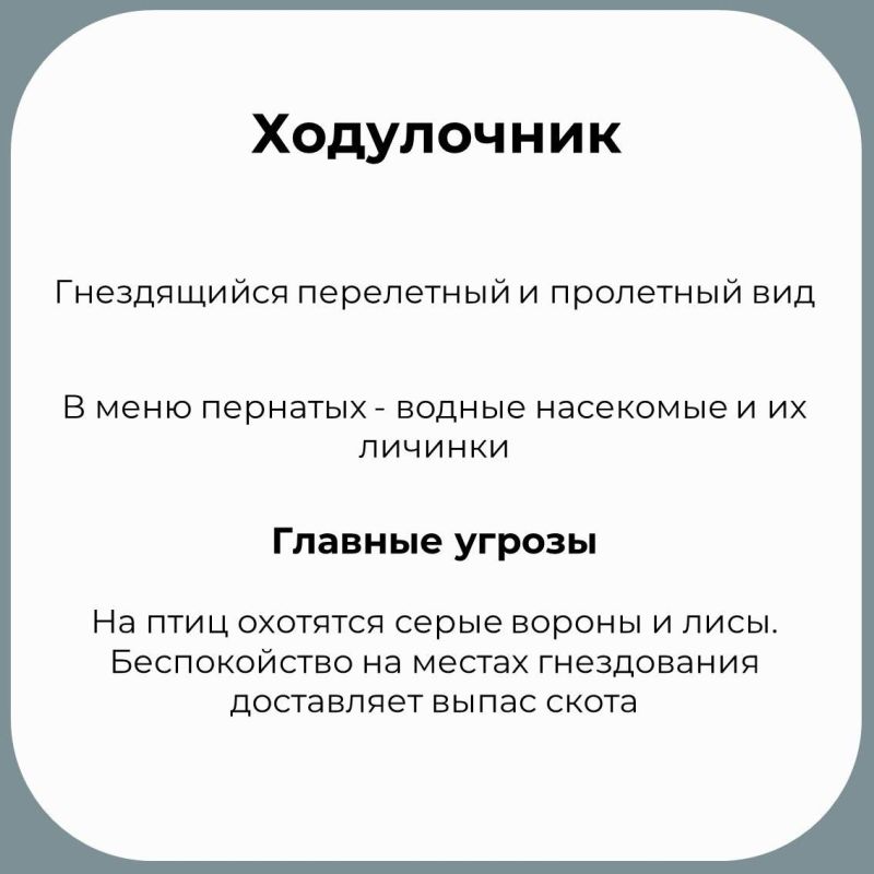 В Крыму обитает множество необычных птиц В Крыму обитает множество необычных птиц