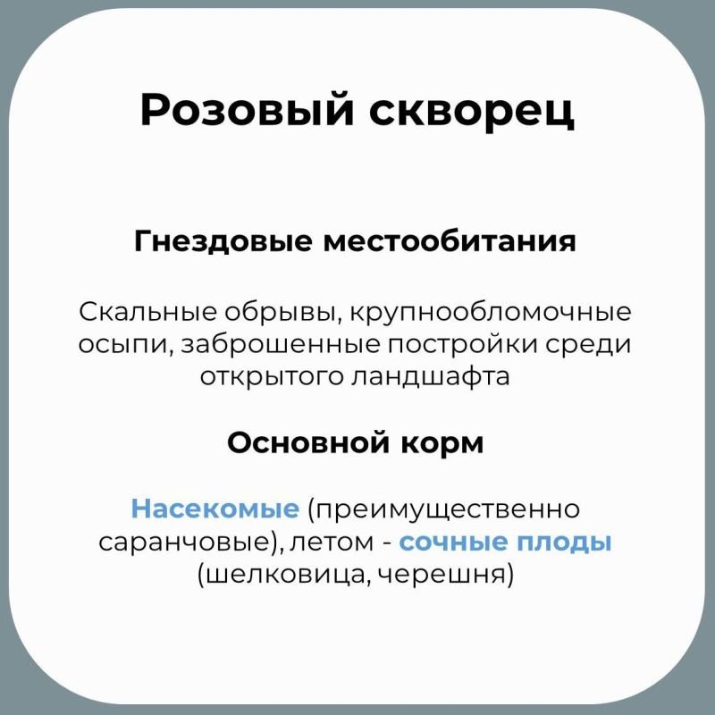 В Крыму обитает множество необычных птиц В Крыму обитает множество необычных птиц