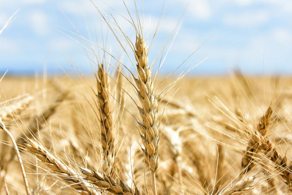 Сергей Аксёнов: Благодаря Президенту, Правительству РФ и лично вице-премьеру Дмитрию Николаевичу Патрушеву наши аграрии получили возможность продать до миллиона тонн зерна на внешних рынках по квоте Сергей Аксёнов: Благодаря Президенту, Правительству РФ и лично вице-премьеру Дмитрию Николаевичу Патрушеву наши аграрии получили возможность продать до миллиона тонн зерна на внешних рынках по квоте