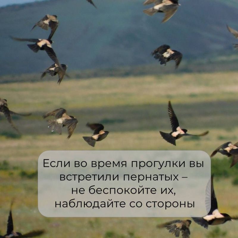 В Крыму обитает множество необычных птиц В Крыму обитает множество необычных птиц