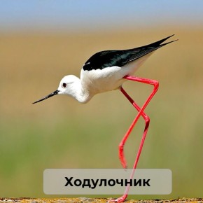  :   ,      