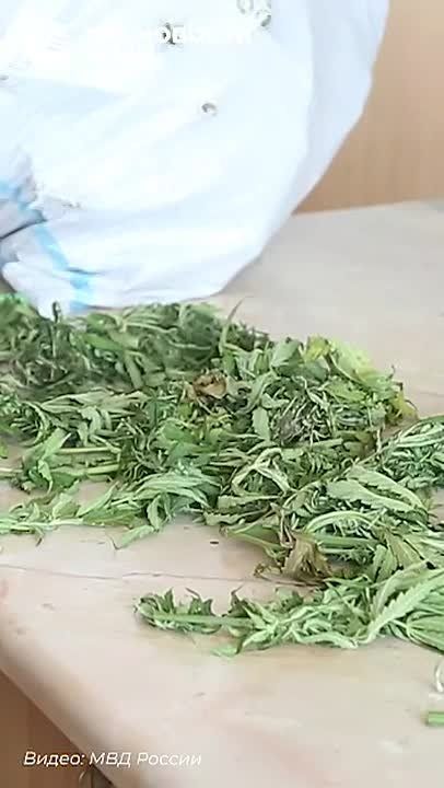 Плантацию конопли пытались спрятать на арбузном поле в Кировском районе Крыма